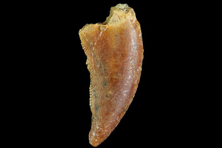 Bargain, Raptor Tooth - Morocco #69560